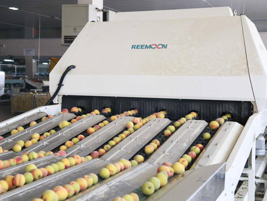 大小选果机油桃重量分级机黄桃选果设备脆桃蟠桃分拣系统机器线枣阳