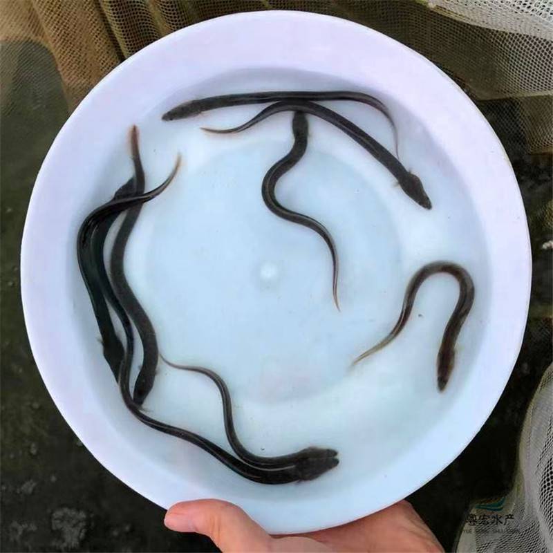 辽宁市白鳝鱼苗采购鳝鱼苗辽阳市黑鳗鱼苗