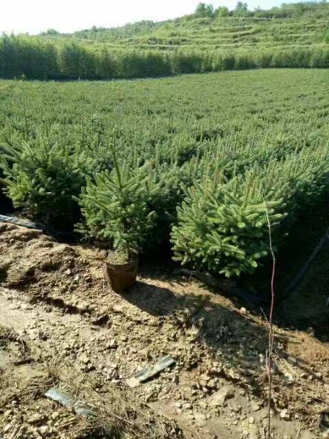 定西安定区云杉苗木基地云杉供应商云杉品种价格