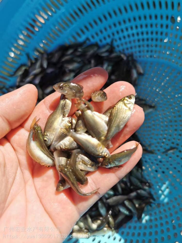 全国放生鱼苗放生鱼苗品种鲤鱼放生鱼苗广东放生鱼