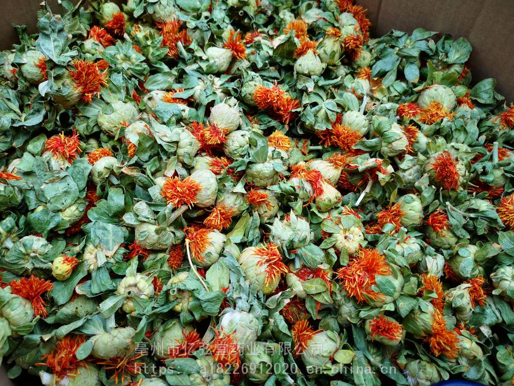 红花药用有什么价值草红花哪里可以购买到多少钱一公斤