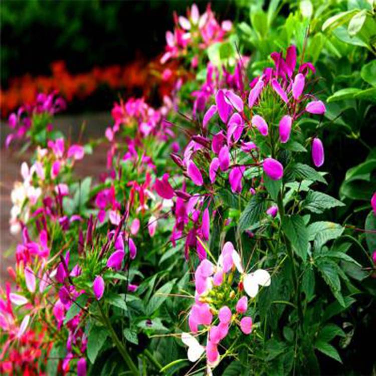 茗茜花卉供应醉蝶花花坛花卉醉蝶花小苗价格 中国供应商