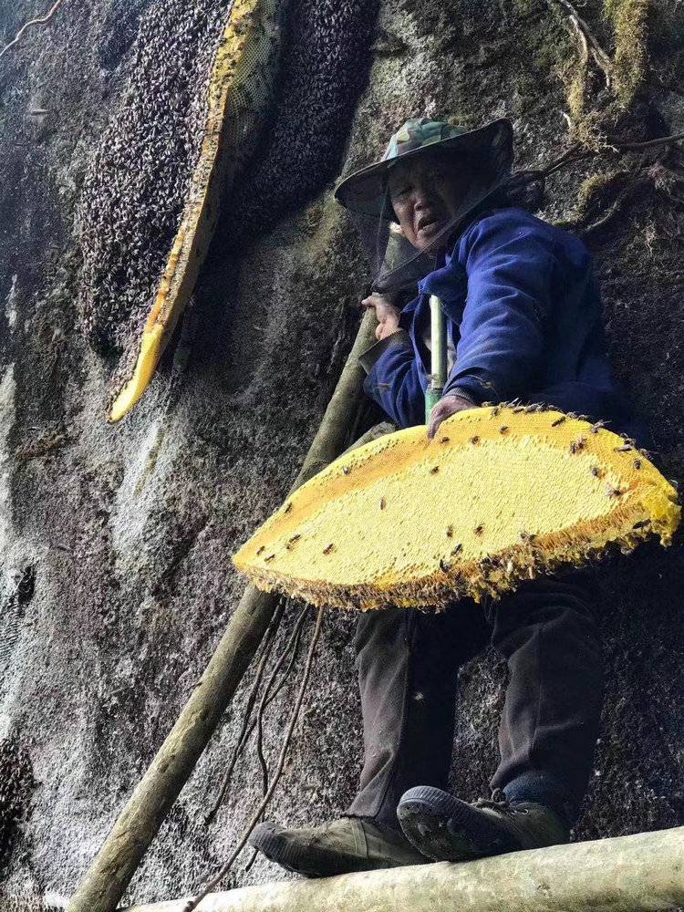 彝山香常年批发云南特产岩蜂蜜悬崖蜜岩蜜巢蜜蜂蜜