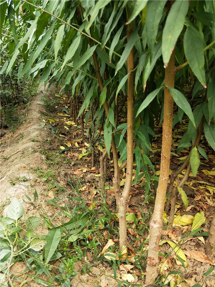 黄金蜜1号桃树苗栽种事项介绍玉妃桃树苗管理技术