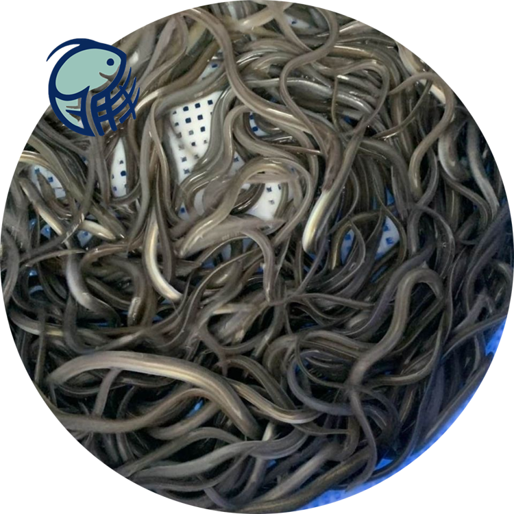 新西兰鳗鱼苗厂家批发白鳝苗宝安鳗鲡鱼苗白鳝苗什么时候