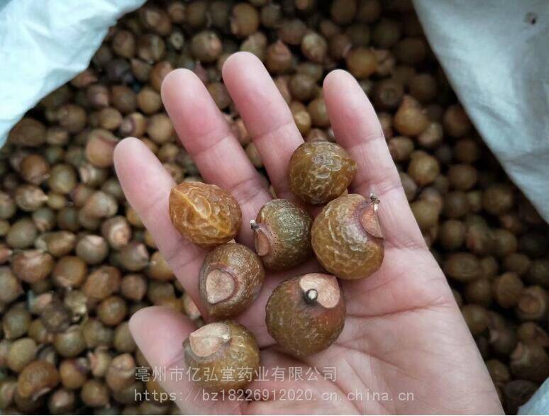 正宗油患子苦患子洗手果木患木患树的价值供不应求