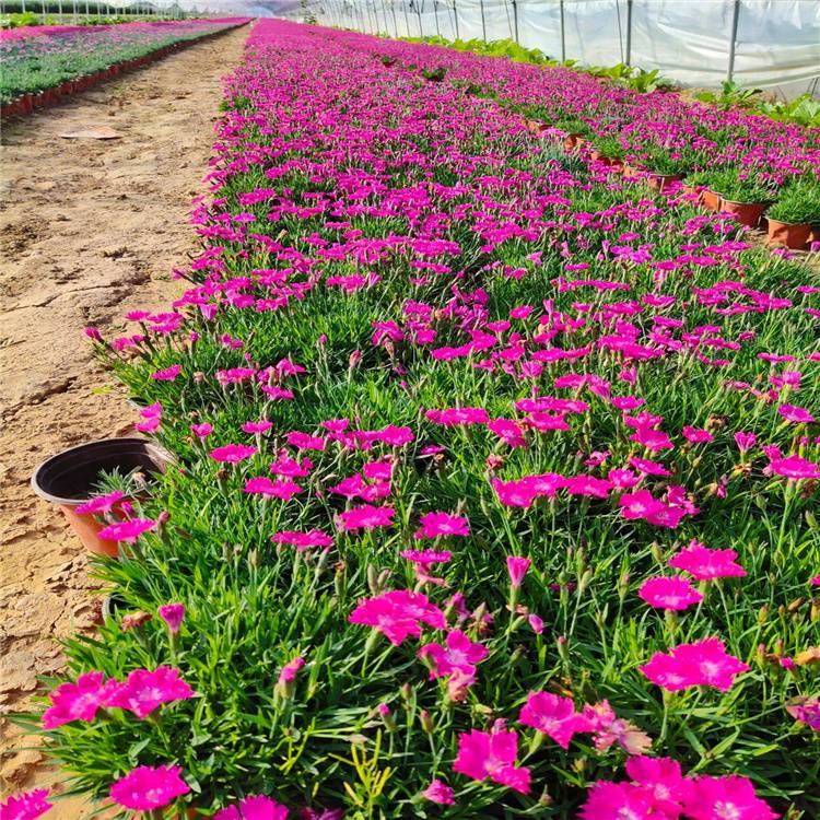 欧石竹草花基地绿化园林盆栽欧石竹草坪花地被庭院四季开花欧石竹
