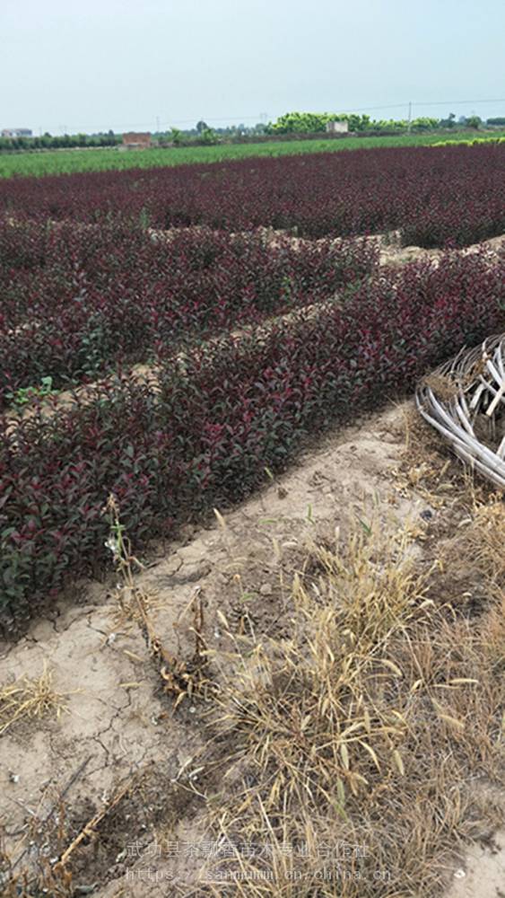 基地紫叶矮苗一年生紫叶矮樱小苗武功紫叶矮樱