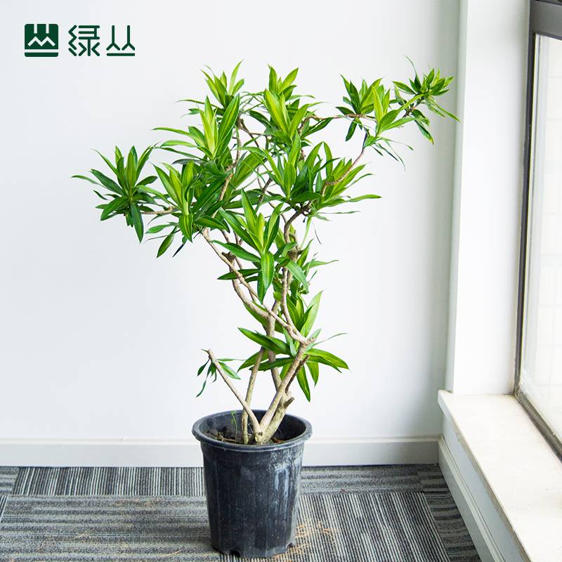 百合竹办公室客厅网红植物室内装饰净化空气富贵竹绿植盆栽矮塑料原盆