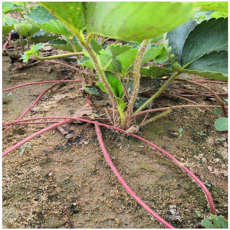 批发妙香草莓苗红石美草莓苗提供管理技术丰香草莓苗