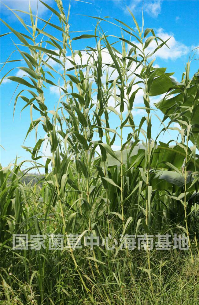 黄金草之绿洲一号菌草绿洲1号牧草巨菌草绿洲一号种苗