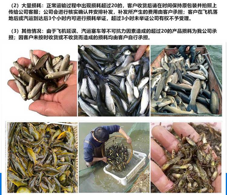 鲜活鲮鱼水花苗麦鲮鱼土鲮鱼苗白鲢水花苗批发