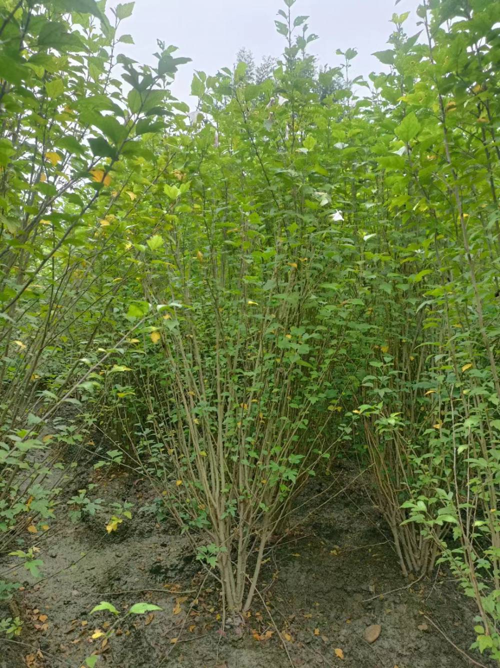 丛生木槿1米1米5冠幅丛生木槿工程苗上车价格