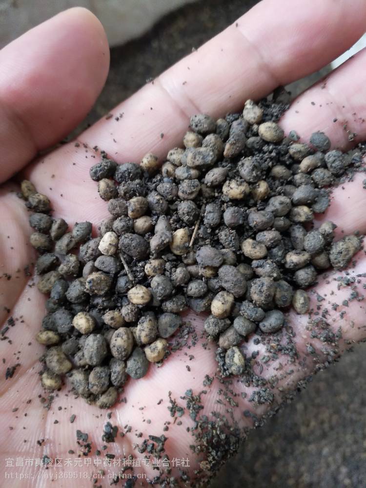 陕西榆林竹节参种植基地山慈菇白芨基地批发