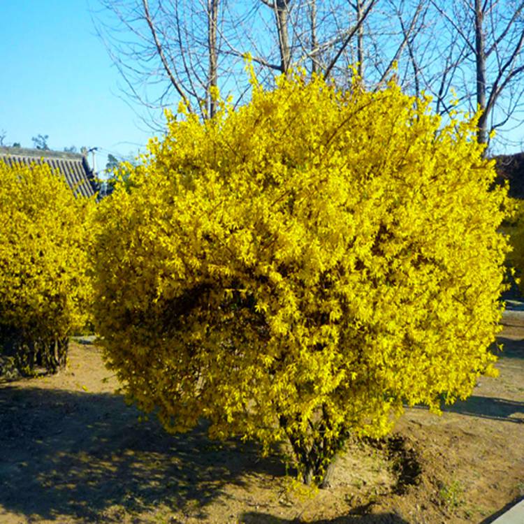 丛生连翘球价格冠幅05米至1米连翘球市场价格