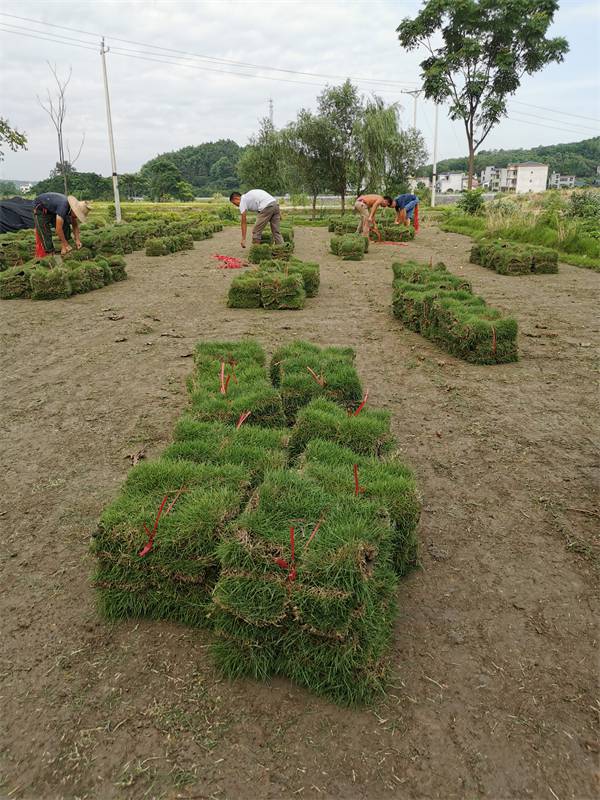 广东台湾草台湾二号兰引三号湖南马尼拉草卷