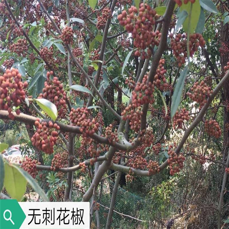 无刺花椒苗新品种、花椒苗种植基地、无刺花椒苗哪里便宜