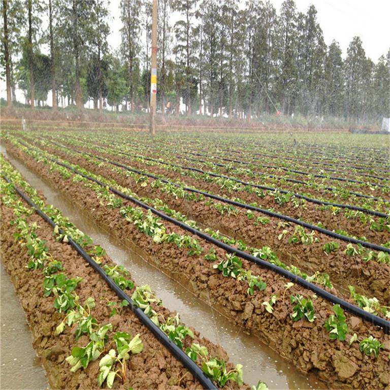 花卉节水产品滴箭移动式吊挂微喷浇水大朋微喷