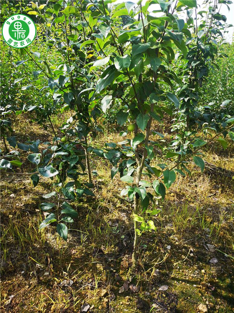 梨树苗新品种酥脆嫁接苗浙江梨苗早熟梨苗基地