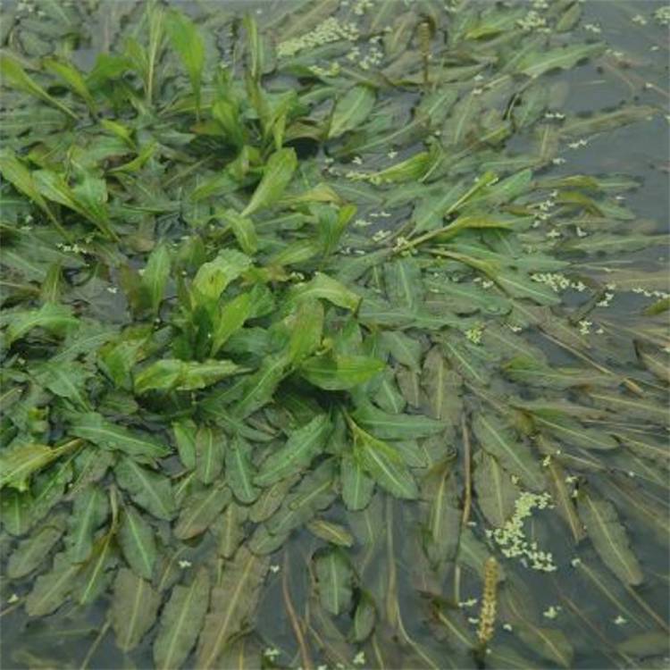 批发水生草本植物眼子菜湿地水体绿化水案板水上漂