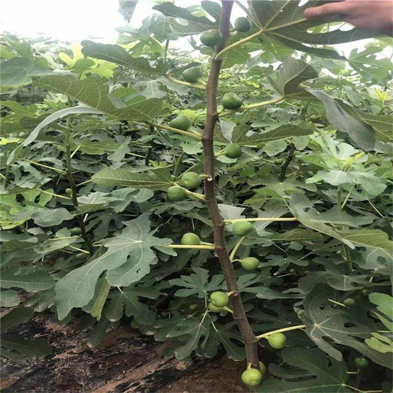 两年无花果树苗培育基地盛鸿园林2公分无花果苗