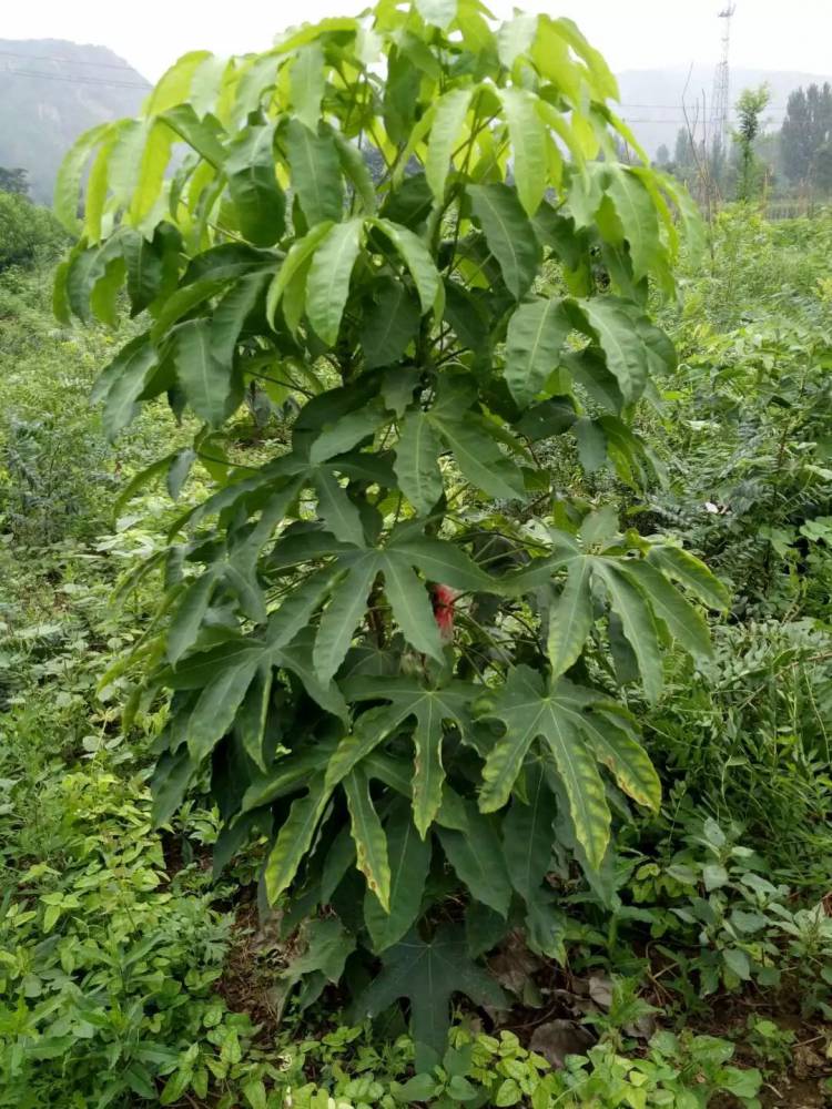 刺楸树苗木图片