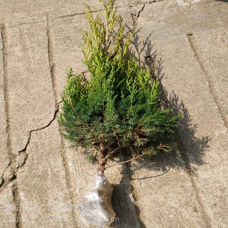 柏树苗多少钱一棵柏树苗批发规格产地种植图片图片