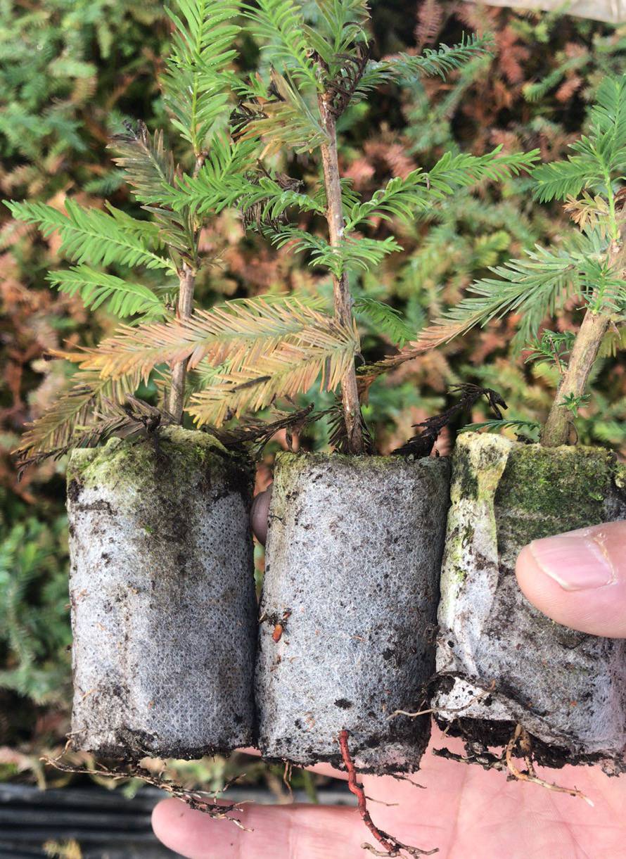 中山杉小苗中山杉容器苗常年供应中山杉容器苗