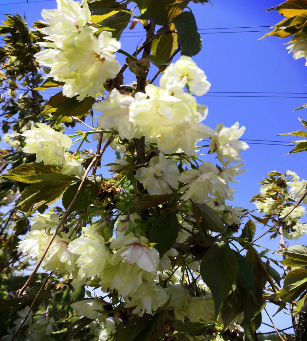 垂枝櫻花當年採摘多少錢一棵櫻花樹苗南方北方種植