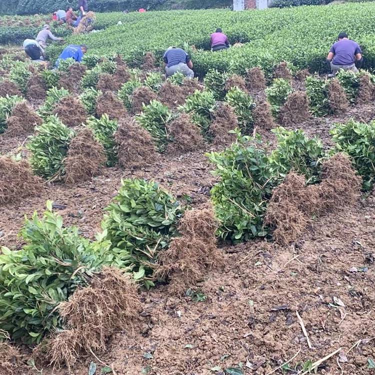 福鼎大白茶苗福选9号茶苗根系发达