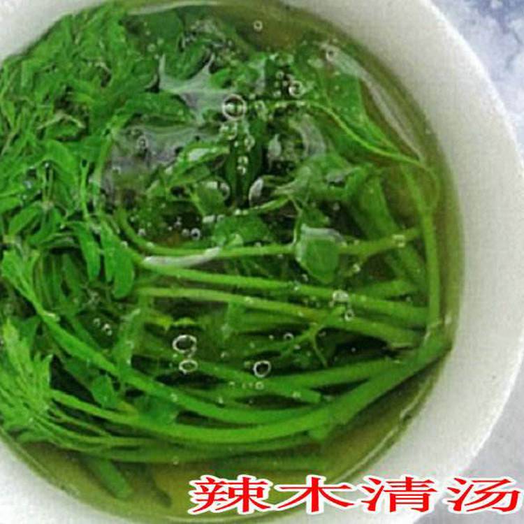 彝山香24年新货批发辣木嫩梢辣木菜辣木腌菜原产地直供