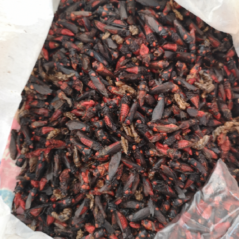 野生红娘子价格红姑娘虫产地红盖虫市场价格