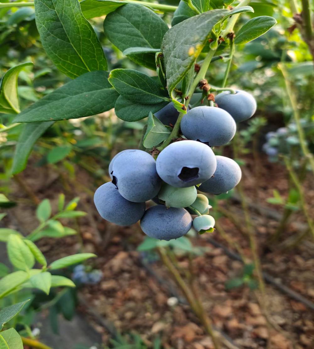 小蓝莓树苗苗达柔蓝莓苗实应性好蓝莓树苗种植技术