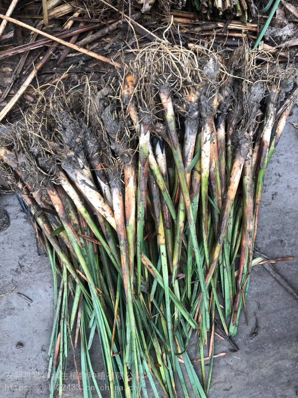 山东香蒲报价荷塘绿化香蒲济南耐寒香蒲苗量大