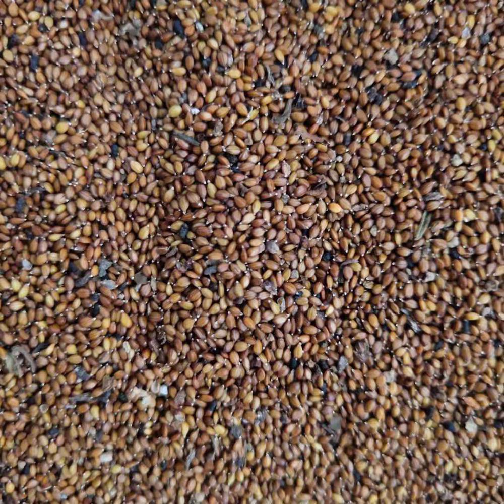 0产品特性夏枯草籽种类种子公司地址安徽 亳州 谯城区 十八里集东92号