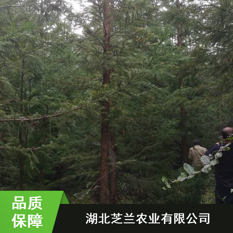11公分米径抗二氧化硫柳杉树苗湖北一年生柳杉树苗玉芝兰柳杉树苗种植