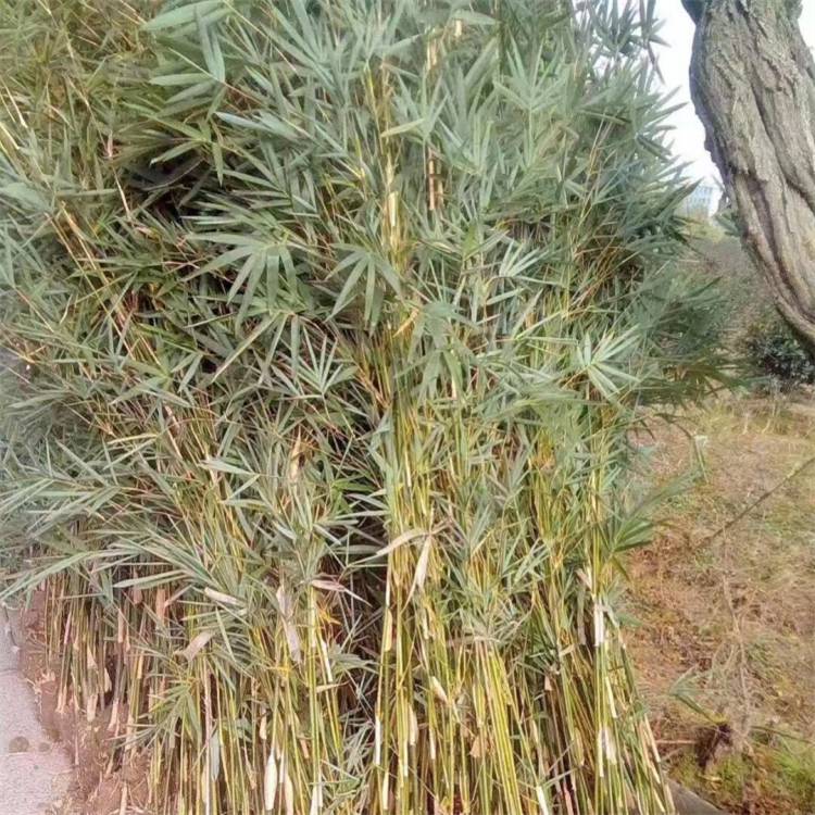 基地出售慈孝竹树苗园林绿化工程苗庭院绿化观赏从生竹常青绿植