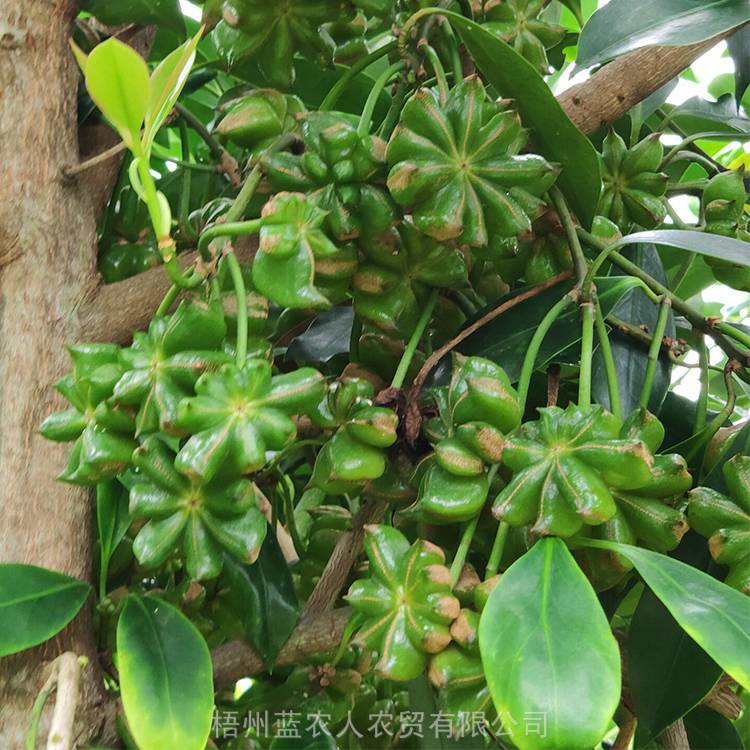 供应广西梧州古龙镇高产矮化八角嫁接苗罗马品种八角嫁接树苗