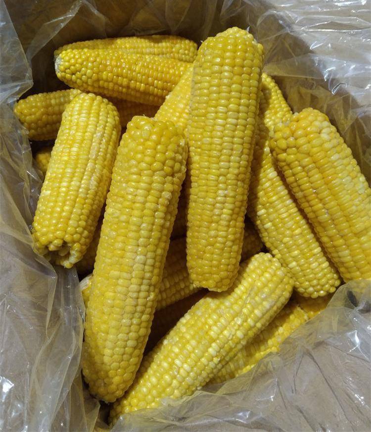 农家特产玉米真空包装 香甜糯玉米棒子 新鲜10根一箱