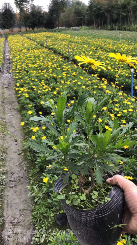 供應商信息成都芊木景觀園林綠化工程有限公司進入公司首頁成都芊木