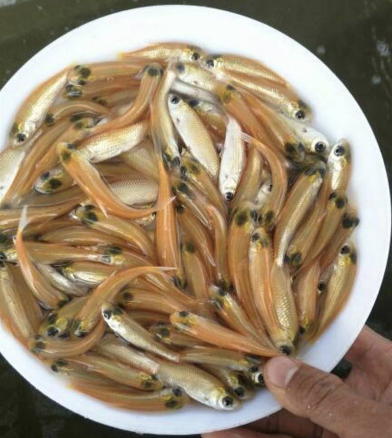 新泰批发金大头鱼苗批发价头鱼苗金鳙鱼苗养殖成本价格