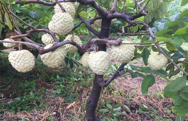 供應臺灣鳳梨釋迦番荔枝苗釋迦苗批發果苗基地直銷