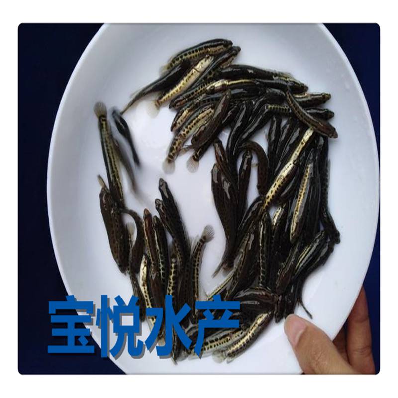 福建福州广东生鱼苗财鱼苗