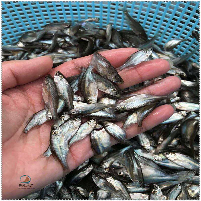 天津优选边鱼苗包邮包活三角鲂鱼苗正宗团头鲂鱼苗