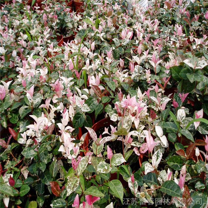 花叶络石别名白甜花初雪葛斑叶络石