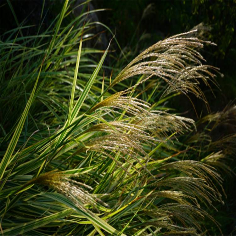 银边芒银边芒苗银边芒价格