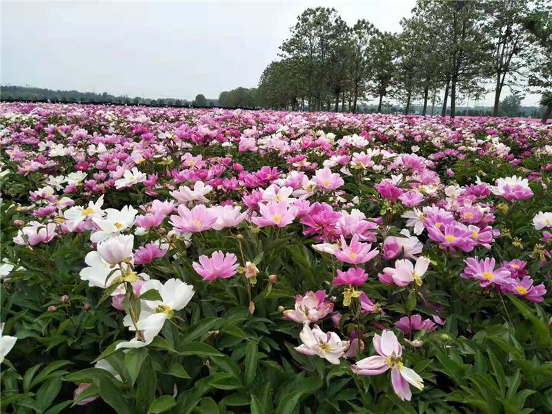 白芍苗基地赤芍功效作用与主治1年苗