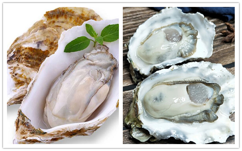 牡蛎粉 固体饮料 压片糖果原料 溶解性好 规格10:1