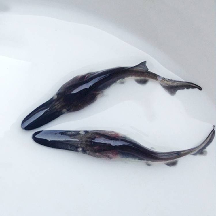 广州供应鸭嘴鲟鱼苗匙吻鲟鱼苗批发鸭嘴鱼苗出售包教养殖技术