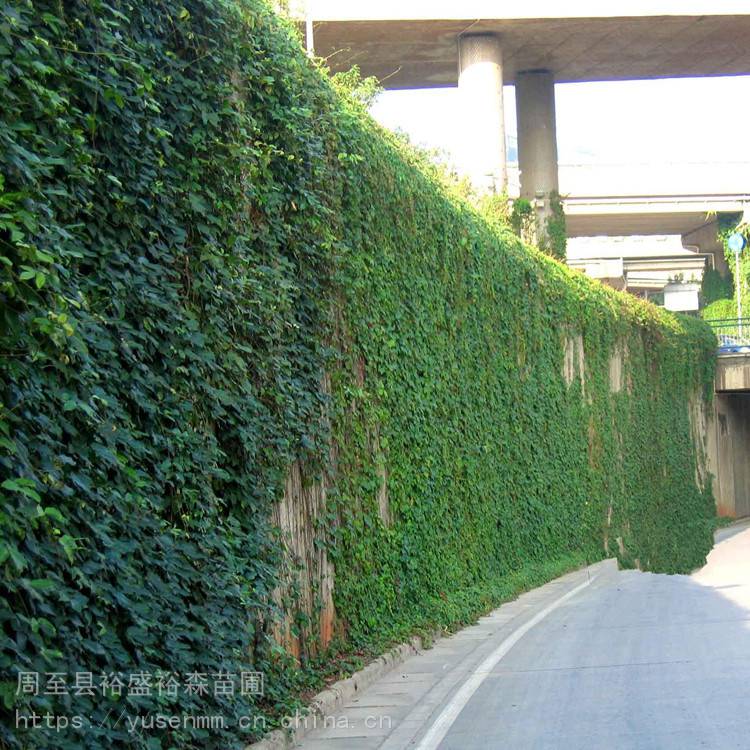 爬藤树苗 爬山虎 四季爬藤植物